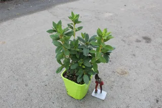 Azalée japonaise 'Lily blanc' (Azalea encore) — jeune arbuste vert en pot carré vert · Pot 4L