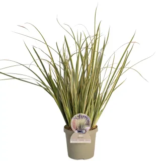 Pot 3,5L