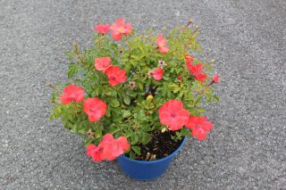 Pot 5L