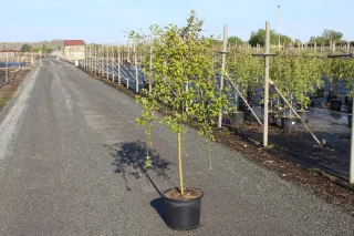 Pot 15L formé en ½ tige sur une tige de 150 à 200 cm, pour une hauteur totale de 250 à 300 cm (hors pot)