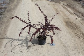 Pot 3L hauteur moyenne 40/60 cm (hors pot)