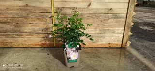 Pot 5L
