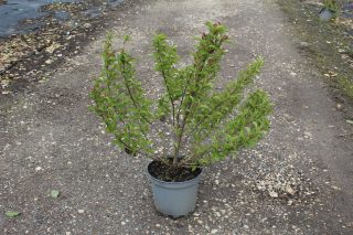 Pot 7.5L hauteur moyenne 60/80 cm (hors pot)
