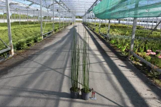 Prêle d'hiver (Equisetum americanum) — deux grands plants verts en pot dans serre · Pot 3L