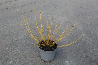 Pot 7.5L hauteur moyenne 40/60 cm (hors pot)