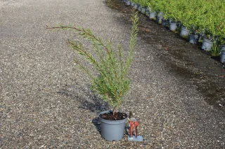 Pot 3L