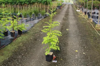 Bignone de virginie 'Yellow trumpet' (Campsis radicans) — jeune plant feuillu en pot dans pépinière · Pot 3L