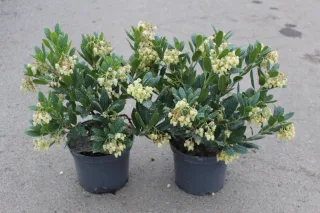 Pot 3L