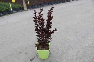Pot 4L