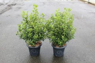 Pot 7.5L