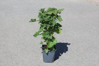 Pot 2L hauteur moyenne 20/40 cm (hors pot)