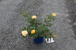 Pot 2L