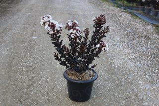 Pot 7.5L
