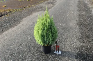 Genévrier de Chine Stricta, Genévrier de Chine colonnaire (Juniperus chinensis) — conifère dense en pot sur sol goudronné · Pot 3L