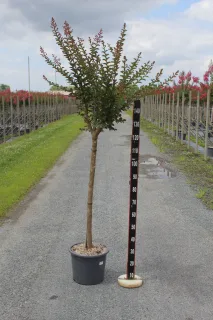 Pot 15L Formé sur tronc de 100 cm, hauteur totale 140-160 cm (hors pot)