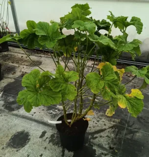 Géranium au parfum de citronelle (Pelargonium vitifolium) — grand plant buissonnant vert en pot plastique noir · Pot 3L