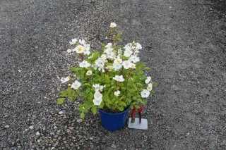 Pot 2L