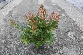 Pot 3L
