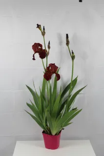Iris d'allemagne 'Vitafire lie de vin' (Iris germanica) — touffe d’iris à grandes tiges florales · Pot 25L