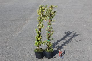 Pot 3L hauteur moyenne 80/100 cm (hors pot)