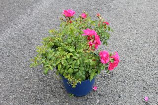 Pot 5L