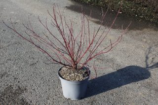 Pot 7.5L hauteur moyenne 40/60 cm (hors pot)