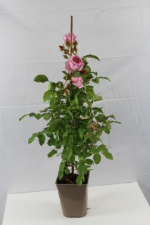 Pot 5L formé en tipi de 60 cm de hauteur (hors pot)