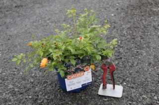 Pot 2L