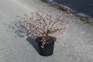 Pot 7.5L