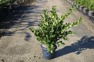 Pot 7.5L hauteur moyenne 80/100 cm (hors pot)