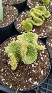 Figuier de barbarie 'Undulata' (Opuntia) — cactus aux raquettes ondulées couvertes de petites excroissances · Pot 2.5L