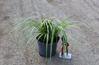 Pot 3L