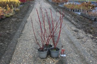 Pot 3L hauteur moyenne 60/80 cm (hors pot)