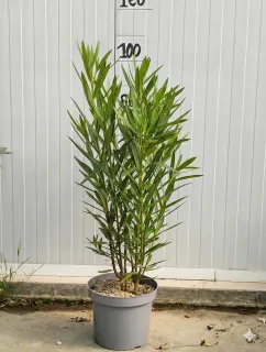 Pot 7L 80/100 cm