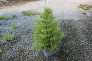 Pot 7.5L hauteur moyenne 60/80 cm (hors pot)