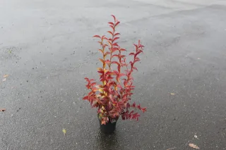 Pot 2L