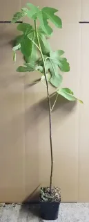 Figuier 'Castle kennedy' (Ficus carica) — jeune plant élancé avec quelques grandes feuilles · Pot 1.5L