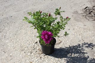 Pot 3L