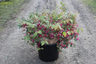 Pot 15L