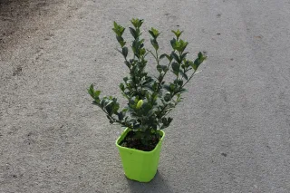 Pot 4L