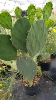 Figuier de barbarie 'Storytelling 3' (Opuntia engelmannii) — raquettes de cactus vert en pot de pépinière · Pot 2.5L