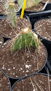 Figuier de barbarie 'Arenacea 2' (Opuntia phaecantha) — raquette de cactus très épineuse en pot de culture · Pot 2.5L