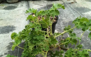 Géranium au parfum de rose 'Attar of roses' (Pelargonium capitatum) — plante au feuillage vert découpé en pot noir · Pot 3L