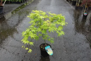 Érable du japon 'Orange dream' (Acer palmatum) — jeune arbuste en pot sur allée mouillée · Pot 3L