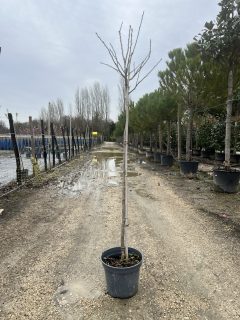 Pot 12L Formé en demi-tige (tige 130 cm) – Hauteur 175/200 cm (hors pot)