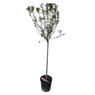 Amandier 'Texas' (Prunus dulcis) — jeune arbre greffé élancé en pot noir · Pot 25L Tige