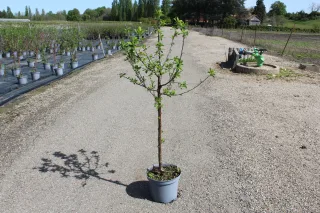 Pot 10L formé en gobelet sur une tige de 60-70 cm, hauteur totale de 125-150 cm (hors pot), plante âgée de 2 ans