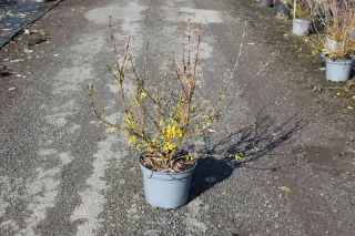 Pot 7.5L hauteur moyenne 60/80 cm (hors pot)