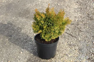 Cyprès du japon 'Nana gracilis' (Chamaecyparis obtusa) — conifère nain dense en pot noir sur gravier · Pot 3L