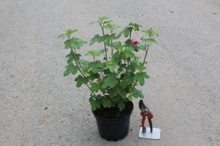 Pot 3L